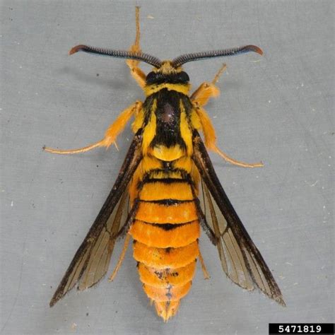 Look Closely This Is Not A Wasp This Male Red Oak Clearwing Moth Is A