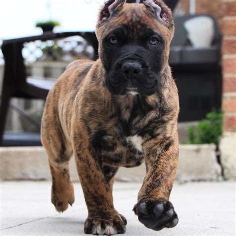 39 Brindle Reverse Cane Corso Puppies Picture Codepromos