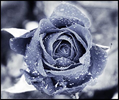 Winter Flower Grey Winter Rose 10401