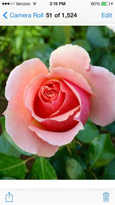 You can take flights to tampa to bask in almost 244 days of florida sunshine, and relax in temperatures that rarely dip below 50 degrees in january. San Diego Rose | Beautiful flowers, Rose, Flowers