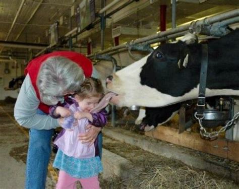 cow licks girl funny photos funny images cool photos amazing photos famous inspirational