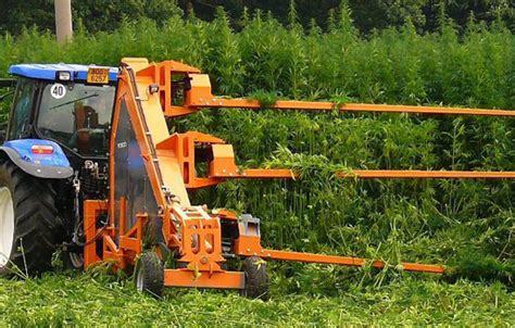 How do i harvest hemp for seeds? Nothing Goes to Waste with the Hemp Plant - Hemp Inc.