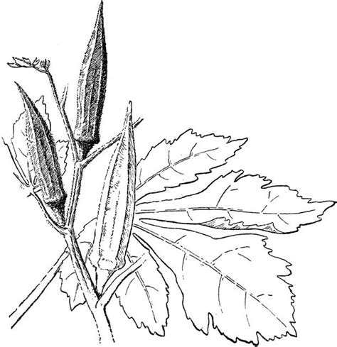 Okra Coloring Pages Coloring Pages Vegetable Coloring Pages Color