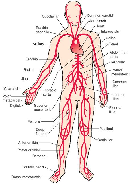 The cardiovascular system has three major functions: Anatomy of Arterial Supply of Human Body | medcaretips.com