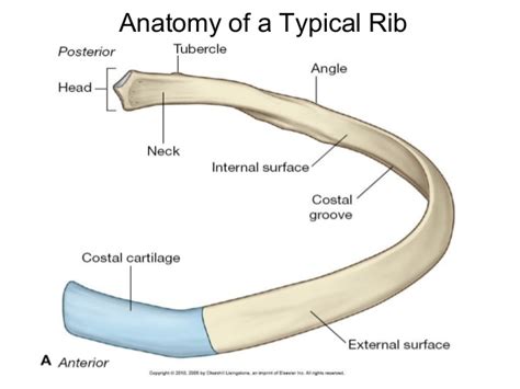 Rib anatomy, thoracic rib, rib bone. rib parts - DriverLayer Search Engine