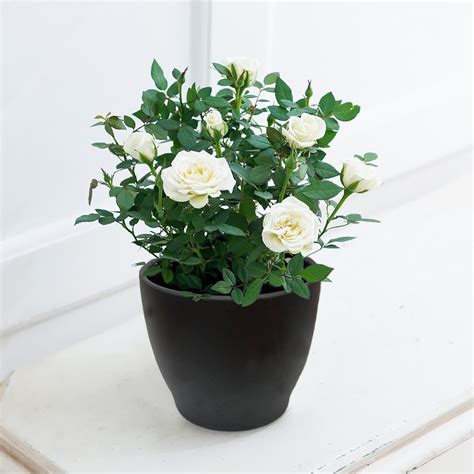 White Rose Plant Indoor Plants By Range Plants