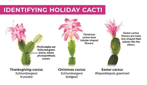 Learn To Identify Care For Christmas Thanksgiving And Easter Cacti