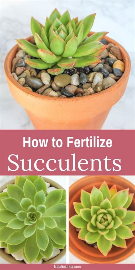 How To Fertilize Succulents Natalie Linda Succulent Fertilizer