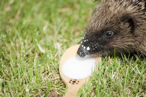 Ob mit igelfutter, igelhaus oder igeltränke. Junge Igel im Garten gefunden - Was tun? - seevetal-aktuell.de