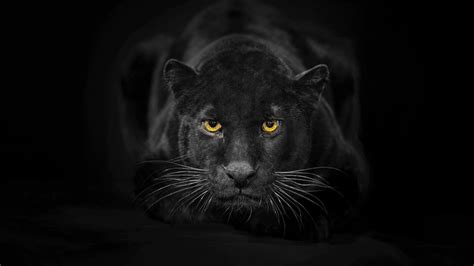 Black Panther Eyes Wallpapers Top Free Black Panther Eyes Backgrounds