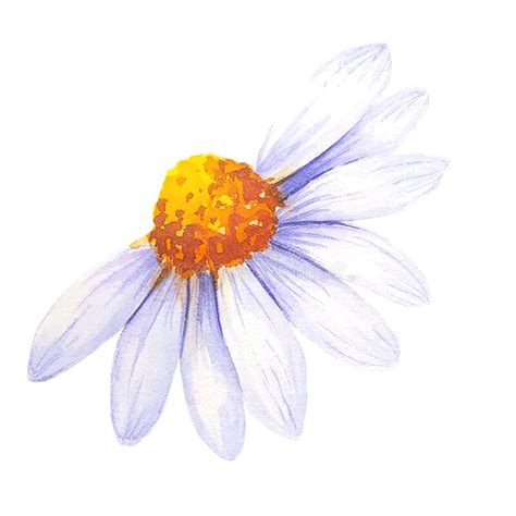 Watercolor Daisy Hand Painted Illustration Watercolour Daisy Isolated