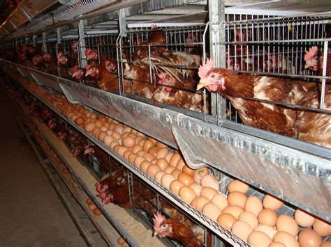 Chicken Egg Poultry Farm Equipment With Automatic Egg Collecting