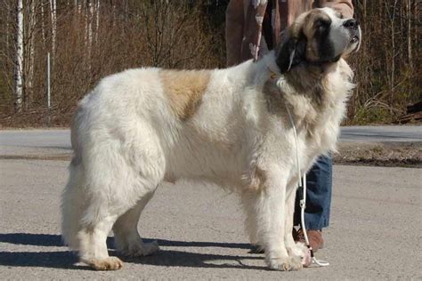 Pyrenean Mastiff Dog Breed Standards