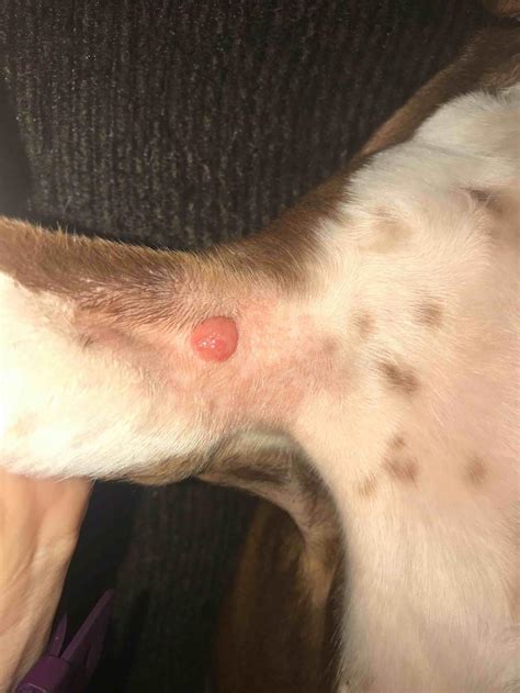I Noticed A Red Lump Under My Dogs Armpit About A Week Ago Ive Been