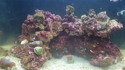 Biocube Saltwater Aquarium Update Youtube