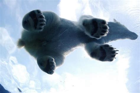 Polar Bear Feet