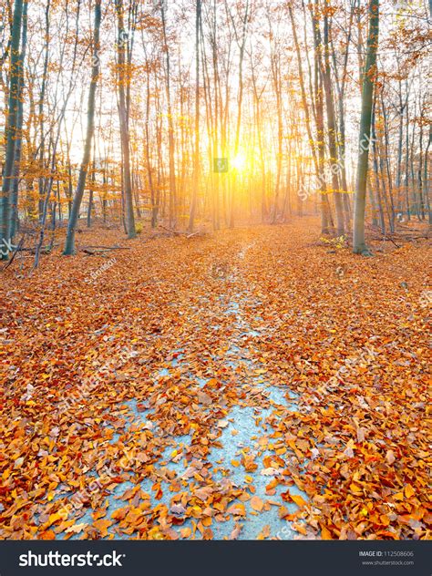 Sunrise In The Foggy Autumn Forest Stock Photo 112508606 Shutterstock