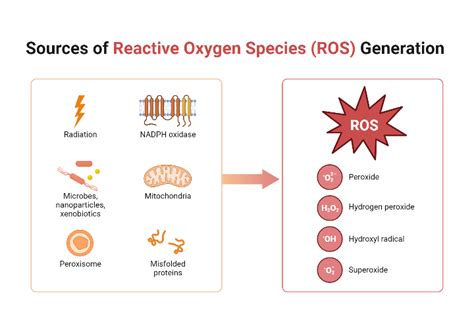 Sources Of Reactive Oxygen Species ROS Generation BioRender Science