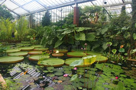 Lily Pond Inside The Princess Diana Conservatory At Kew Botanical