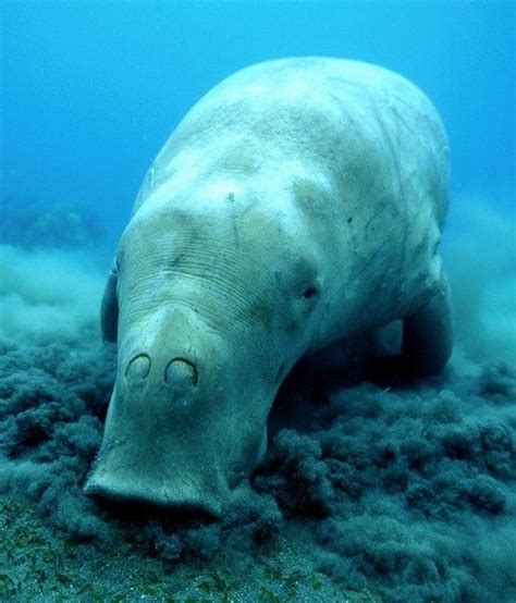 1051 Best Water Creatures And Underwater Scenes Images On