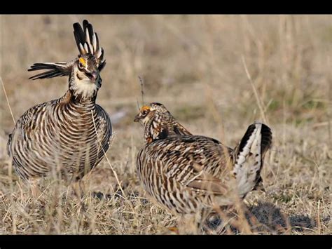 Greater Prairie Chickens Booming On The Lek Youtube