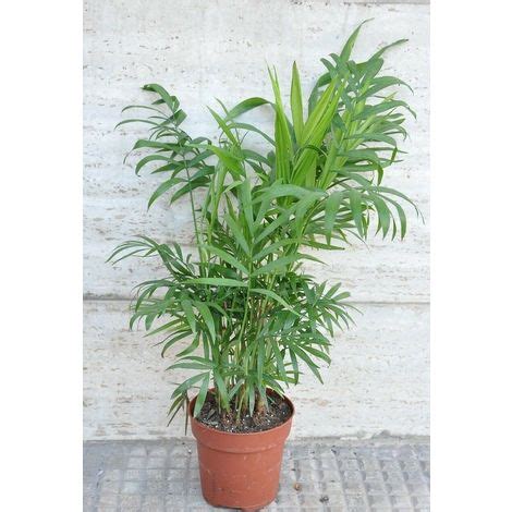 Piante da interno che hanno bisogno di poca acqua: Chamaedorea piccola palma piante da interno pianta da ...