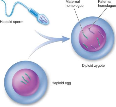 To purify zygotes of s. How the F@#k Does One Cell Turn Into a Whole Organism № 3
