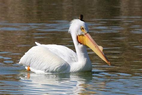 Birds With Long Beaks 24 Species With Pictures Wildlife Informer 2022