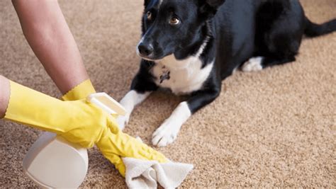 How To Get Dog Poop Out Of The Carpet Pet Poop Stains Cleaning Tips