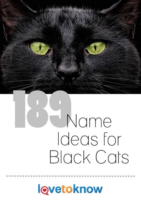 Name Ideas Black Cat Random Business Name