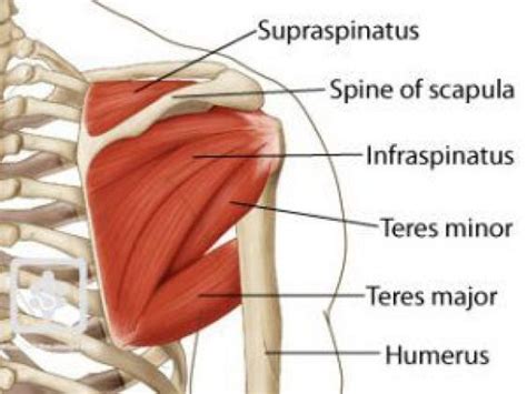 Grease Your Shoulder Joint Rotator Cuff Rear Deltoid Teres Minor