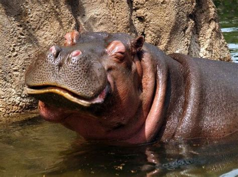 Happy As A Hippo In Mud Baby Hippo Cute Animals Hungry Hippos