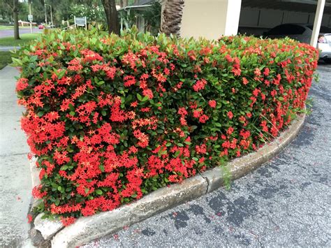 Florida Flowering Hedge Plants Bougainvilleas South Florida Flowers