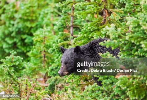 A Wild Black Bear Forages In The Forest On A Rainy Day High Res Stock