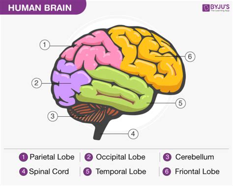 Diagram Of Brain With Their Labelings And Detailed Explanation