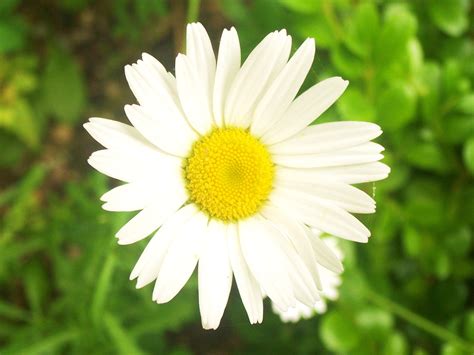 Actually there is another page on this site with photos of flowers, flower pics, but i. Flower Images - We Need Fun