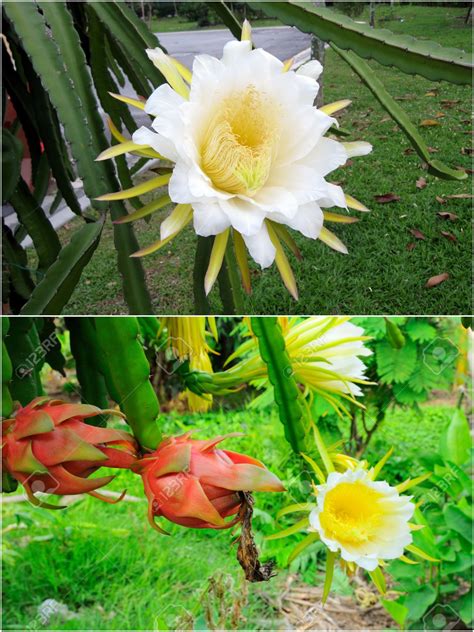 We did not find results for: Dragon Fruit's Flower | Dragon fruit flower, Flowers, Plants