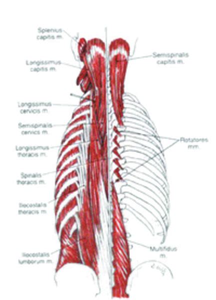 Paraspinal Muscles Pain Free Images At Vector Clip Art