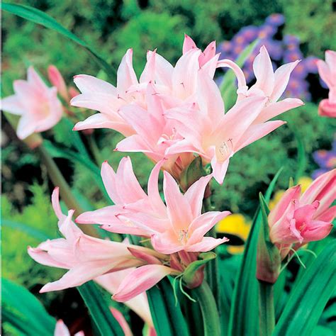 Suited to rockeries and trailing down embankments. Amarcrinum Bulbs - Howardii - View All Bulbs - Flower ...