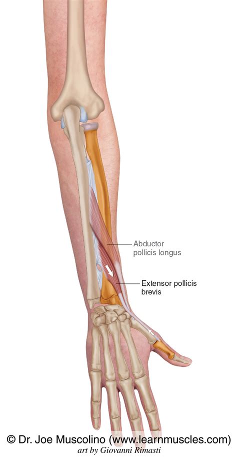 Extensor Pollicis Brevis Learn Muscles