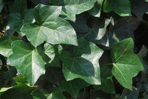 Ivy Free Stock Photo Public Domain Pictures