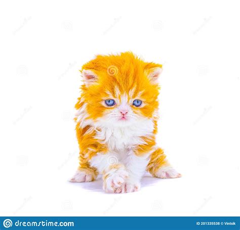 Red Persian Kitten On Isolated White Background Stock Photo Image Of