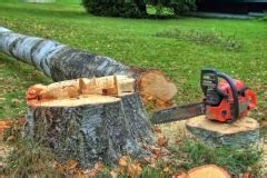 Ansonsten sind bußgelder von mehreren tausend euro möglich. Baum fällen » Mit diesen Kosten können Sie rechnen