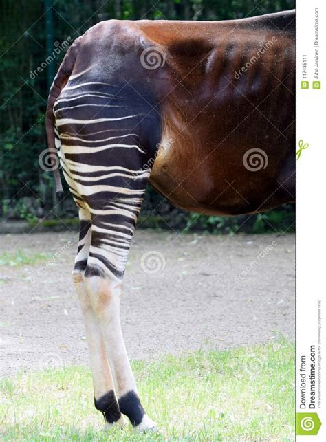 Okapi Okapia Johnstoni Rear Legs Stock Image Image Of Back Giraffe