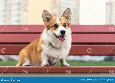 Funny Corgi Dog Smile And Happy In Summer Sunny Day Sitting On Benche