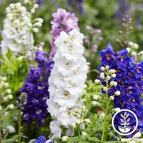 Larkspur Flower Seeds Giant Imperial Mix Annual Flower Gardening