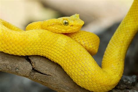 9 Gorgeous Snake Species Around The World Snake Yellow Snake Deadly