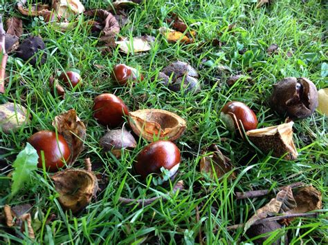 Check spelling or type a new query. Do Conkers Repel Spiders?