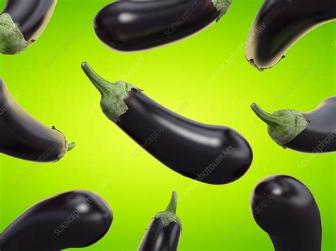 Eggplants Illustration Stock Image F0290688 Science Photo Library