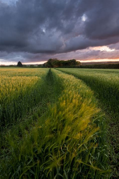 Photograph of barley field in evening light